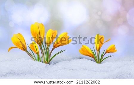 Crocus in the snow, spring yellow flower on blur background. Beautifull early spring flower coming out from real snow. Delicate flowers for women's day. Beautiful bokeh.