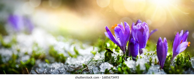 Crocus spring flower Growth In The Snow. Beautiful Floral wide panorama. Purple Crocus Iridaceae