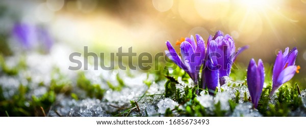 Crocus spring flower Growth In\
The Snow. Beautiful Floral wide panorama. Purple Crocus\
Iridaceae