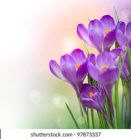 Crocus Spring Flowers - Powered by Shutterstock