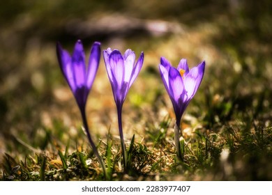 Crocus spring flowers in garden. Sunny time springtime day with sunshine light. Close-up.