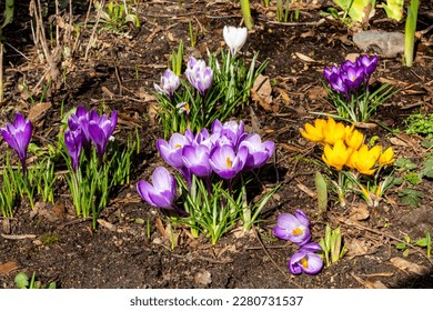 Crocus spring flowers lawn. Garden blossom natural crosuses and grass leaves on the brown ground. Early bloom yellow and purple saffron flowers. Springtime floral botany photography. - Shutterstock ID 2280731537