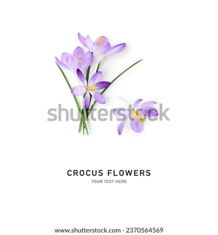 Crocus spring flowers. Lilac crocuses on stem with leaves creative layout isolated on white background. Springtime themes. Top view, flat lay. Design element
