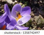 Crocus vernus Grand Maitre: purple crocuses with yellow stamens in the morning garden with a bee. 