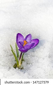 Crocus vernus s. str. in the sun, flowering amid thawing snow