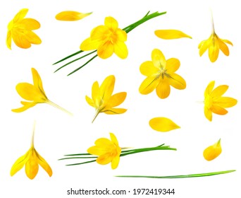 Crocus yellow flower isolated set on white background - Powered by Shutterstock