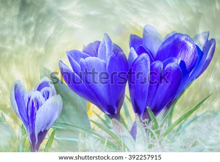 Similar – violet Nature Spring