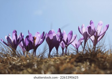 crocuses bloom among the dry grass against the background of the blue sky