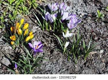 Crocuses bloom in the meadow - Shutterstock ID 1355981729