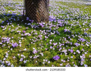 Crocuses bloom in a meadow in spring