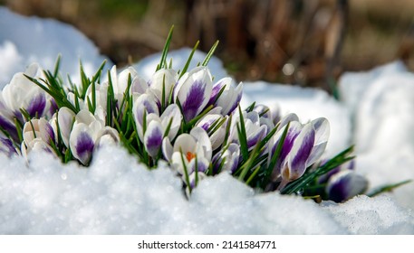 Crocuses blooming beautifully among the thawed trees in the April garden. Snowdrops or primroses bloom in spring among the melting snow. 