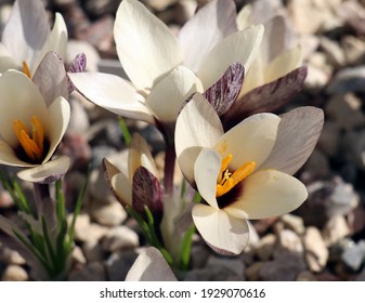 Crocuses blooming early in spring - Powered by Shutterstock