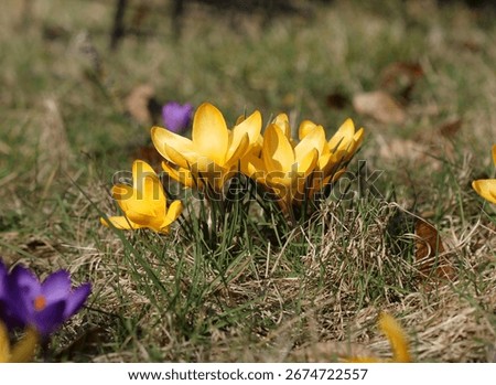 Crocuses or Croci - Crocus