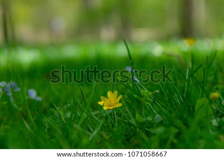 Crocuses - the first flowers of spring