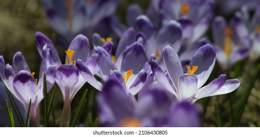 Crocuses Growing In A Clearing In The Tatra Mountains. Spring Background.