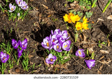 Crocuses lawn. Early spring flowers bloom top view. Garden blossom natural crosuses on the ground. Yellow and purple saffron flowers. Springtime floral botany photography. - Shutterstock ID 2280731539