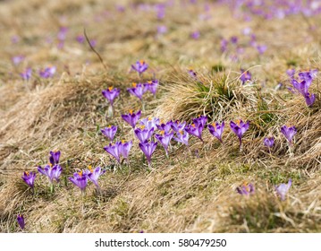Crocuses on the meadow, first springtime flowers