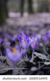 Crocuses in spring are always magic