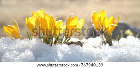 Crocuses yellow blossom on a spring sunny day in the open air. Beautiful primroses against a background of brilliant white snow.
