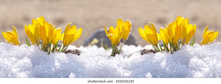 Crocuses yellow grow in the garden under the snow on a spring sunny day. Panorama with beautiful primroses on a brilliant sparkling background. - Powered by Shutterstock