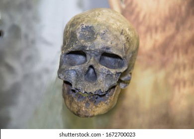 Cro Magnon Images Stock Photos Vectors Shutterstock