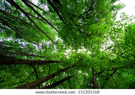 Similar – Image, Stock Photo green sky Colour photo