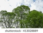 Crones of trees in the spring                               