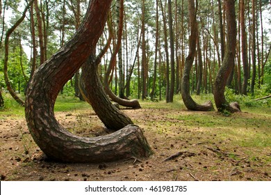 A crooked forest in Poland with its bizarre trees. 