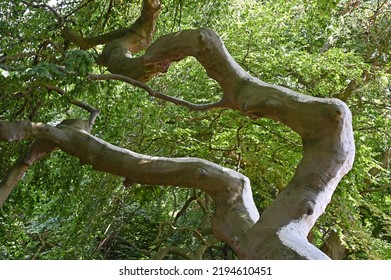 Crooked And Gnarled Beech Trunk