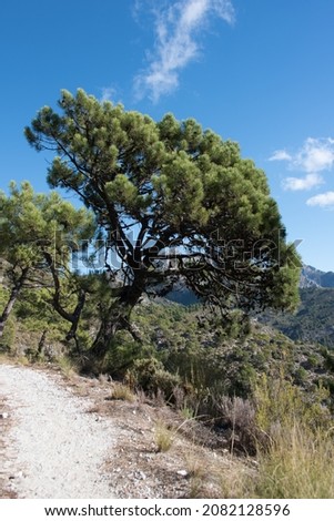 crooked pine tree in the Sierra the Almijara, Spain next to the hiking trail 'Gran Senda de Málaga (GR 249)' with blue sky and some white clouds Imagine de stoc © 