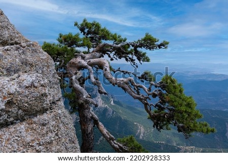 Crooked relic tree A pine grows on the edge of a mountain cliff against the sky. psychological landscape.