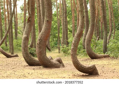 Crooked Trees or Crooked Forest (