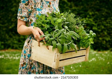 Crop anonymous female gardener with wooden box of collected green herbs standing on grassy lawn in countryside during harvesting season - Powered by Shutterstock