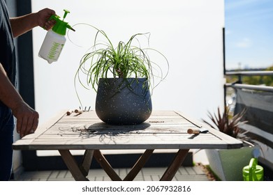 Crop Anonymous Male Gardener Spraying Lush Ponytail Palm With Water Placed On Wooden Table On Terrace On Sunny Day In Summer