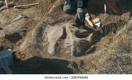 Crop archaeologist digging out dinosaur skull