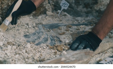 Crop Archaeologist Excavating Dinosaur Bones