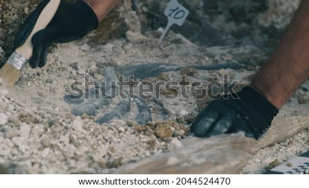 Crop archaeologist excavating dinosaur bones