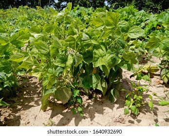 The Crop Of Beans At The Time Of Ripening. Vegetable Grows In A Bush.