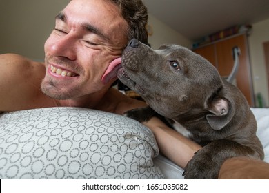 Crop Of Cheerful Young Man Taking Selfie While Amstaff Dog Licking Face And Lying Together On Bed In Apartment