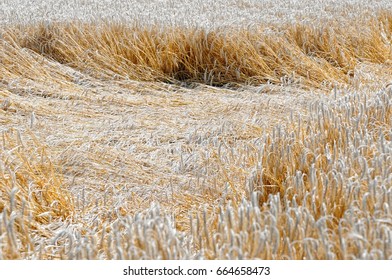 Crop Damage In Cereals