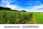 Crop damage in a field using the example of a maize field devastated by hail in the Unterallgäu region, Bavaria, Germany.