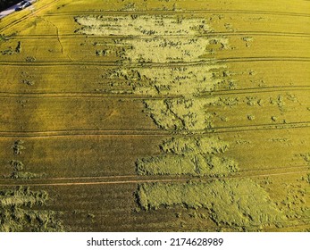 Crop Damage In Poland. Barley Lodging Caused By Hail And Heavy Rain. Agriculture Problem.