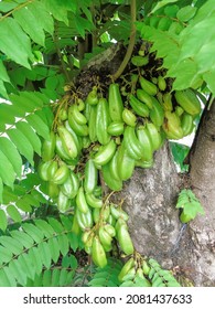 A crop dangling from a tree.