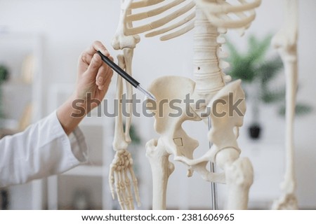 Crop of doctor pointing at skeleton anatomical model in light contemporary office. Experienced female professor in white coat indicating pelvis with pen while teaching lecture for students.