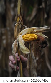 Crop Failure After Drought In Maize Crops