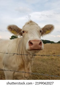 Crop Failure,parched Soil And Pastures 