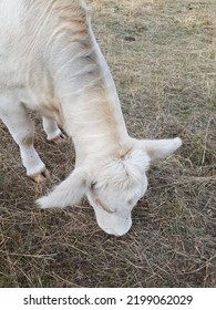 Crop Failure,parched Soil And Pastures 