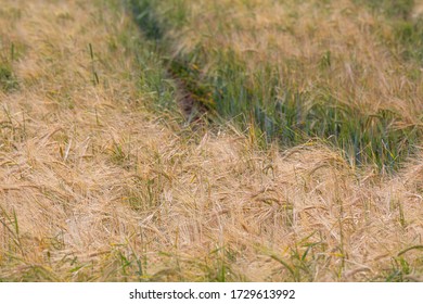 Crop fields on a cloudy summer day