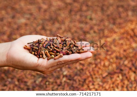 Crop of fresh clove spice flowers stacked up in heap on woman palm on background of drying raw buds at plantation. Tropical plants, producing and export scented herbs and aromatic oil in Indonesia