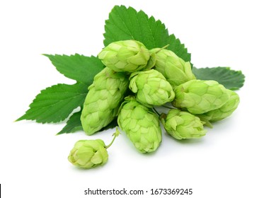 Crop, fresh hop on white table, isolated